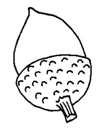 ͯ(jin)Pacorn